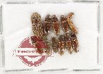Scientific lot no. 252 Elateridae (11 pcs)