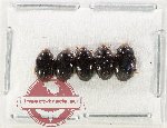Scientific lot no. 218 Erotylidae (5 pcs)