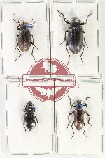 Scientific lot no. 508 Tenebrionidae (4 pcs A2)