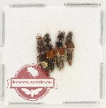 Scientific lot no. 211 Staphylinidae (4 pcs)