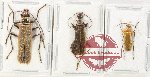 Scientific lot no. 87 Cantharidae (3 pcs)