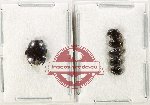 Scientific lot no. 123 Histeridae (6 pcs)
