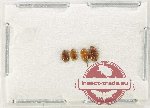 Scientific lot no. 227 Nitidulidae (4 pcs)