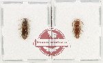 Scientific lot no. 240 Elateridae (2 pcs)