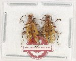 Scientific lot no. 23 Lagriidae (2 pcs)