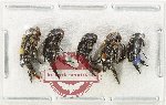 Scientific lot no. 82 Mordellidae (5 pcs)