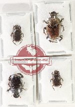 Scientific lot no. 1032 Coprophaga (4 pcs)