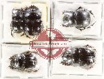 Scientific lot no. 1024 Coprophaga (5 pcs)