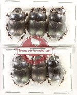 Scientific lot no. 1021 Coprophaga (6 pcs)