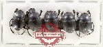 Scientific lot no. 1012 Coprophaga (5 pcs)