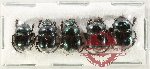 Scientific lot no. 989 Coprophaga (5 pcs)