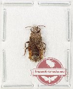 Scientific lot no. 1456 Heteroptera (1 pc)