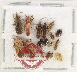 Scientific lot no. 1474 Heteroptera (18 pcs)