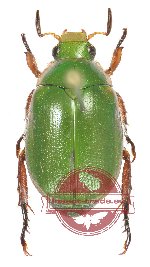 Mimela passerinii (5 pcs)