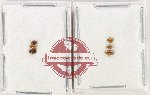 Hydrophilidae Scientific lot no. 364 (6 pcs)