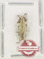 Curculionidae sp. 171