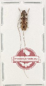 Cerambycidae sp. 115 (A-)