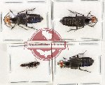 Scientific lot no. 207 Staphylinidae (4 pcs)