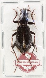 Carabidae sp. 73