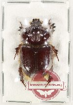 Novapus laticollis