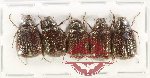 Scientific lot no. 282 Melolonthinae (5 pcs)