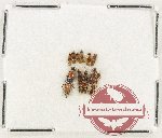 Scientific lot no. 210 Staphylinidae (11 pcs)