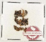 Scientific lot no. 209 Staphylinidae (22 pcs)