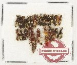 Scientific lot no. 208 Staphylinidae (27 pcs)