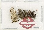 Scientific lot no. 1042 Curculionidae (5 pcs)