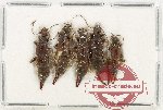 Scientific lot no. 167 Dermaptera (5 pcs)
