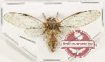 Cicadidae sp. 88