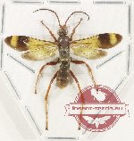Hymenoptera sp. 143