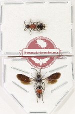 Scientific lot no. 21 Mutilidae (2 pcs)