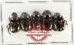 Scientific lot no. 1010 Coprophaga (5 pcs)