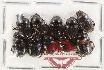 Scientific lot no. 1011 Coprophaga (10 pcs)