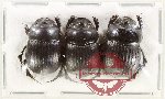 Scientific lot no. 1015 Coprophaga (3 pcs)