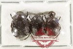 Scientific lot no. 1031 Coprophaga (3 pcs)