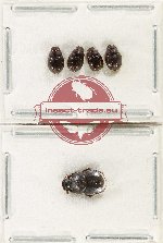 Scientific lot no. 1028 Coprophaga (5 pcs)