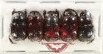 Scientific lot no. 1017 Coprophaga (5 pcs)