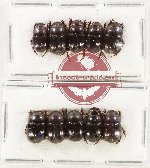 Scientific lot no. 1020 Coprophaga (10 pcs)