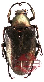 Plectrone tristis - black form (A2)