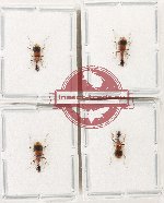 Scientific lot no. 912 Carabidae (4 pcs)