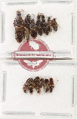 Scientific lot no. 203 Staphylinidae (10 pcs)