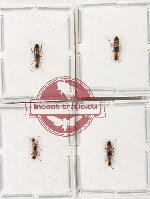 Scientific lot no. 185 Staphylinidae (4 pcs - 2 pcs A2)