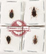 Scientific lot no. 913 Carabidae (4 pcs)