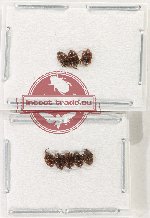 Scientific lot no. 225 Nitidulidae (8 pcs)