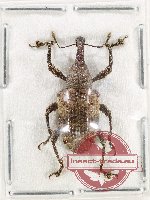 Curculionidae sp. 170