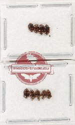 Scientific lot no. 224 Nitidulidae (9 pcs)