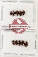 Hydrophilidae Scientific lot no. 357 (10 pcs)