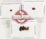 Hydrophilidae Scientific lot no. 360 (6 pcs)